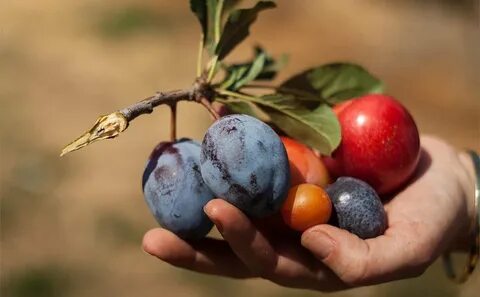 Taking fruit