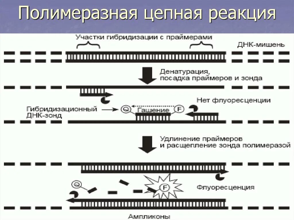 Полимеразная цепная реакция результат. . Полимеразная цепная реакция (ПЦР). Этапы. Полимеразная цепная реакция схема. Схема ДНК-полимеразной реакции. Схема полимеразной цепной реакции.