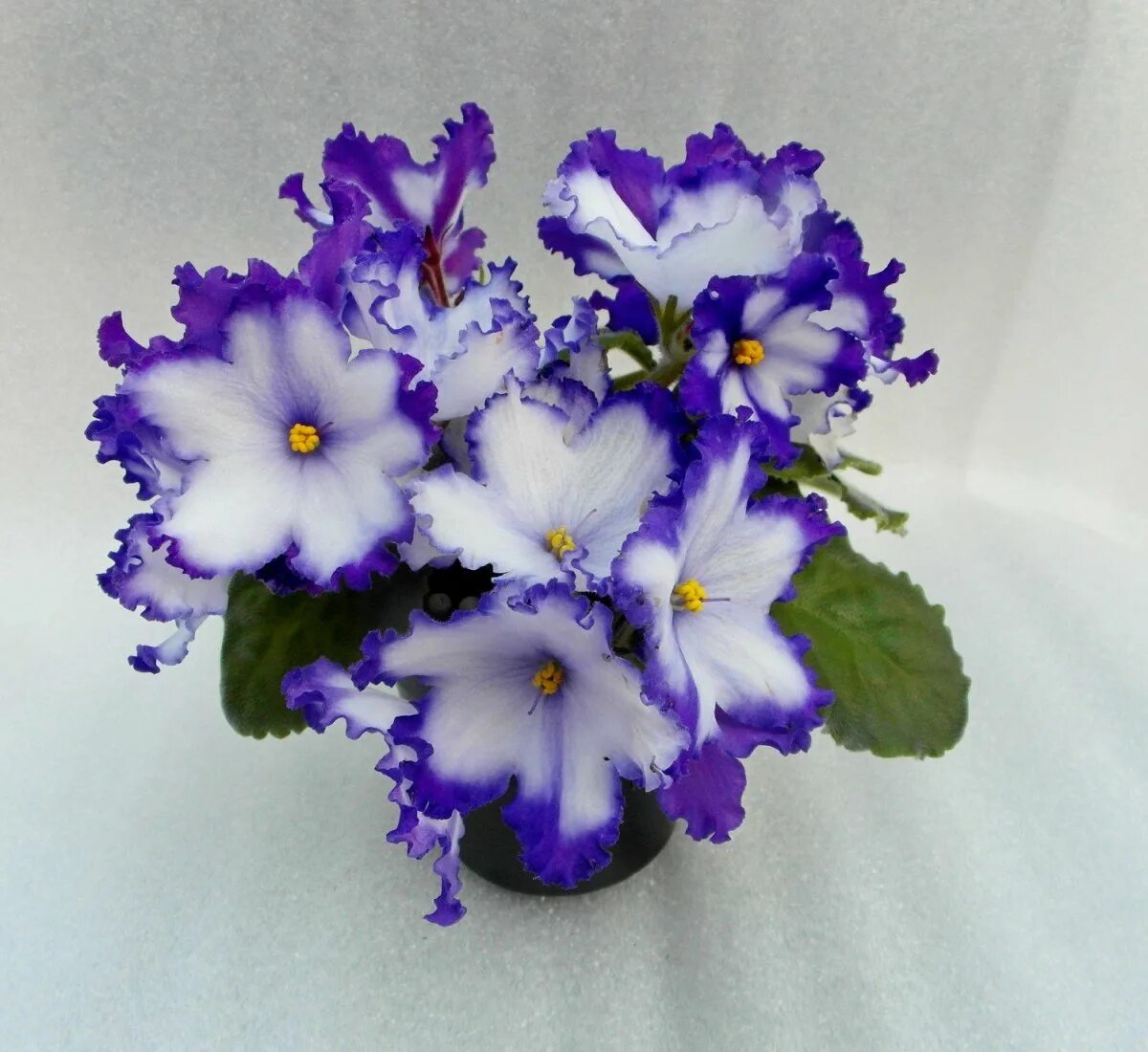 Сенполия тирский пурпур. Фиалка нк тирский пурпур. Фиалка кэрри. Фиалки сорта нк. Фиалка лилон лила спорт.