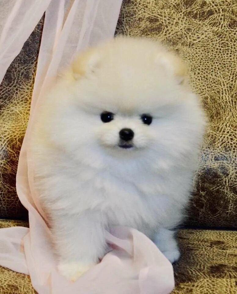 89295070802 шпиц. маленькие собачки наб челны. авито животные шпицы. ваш шпиц прелестный шпиц. китайский шпиц мини.