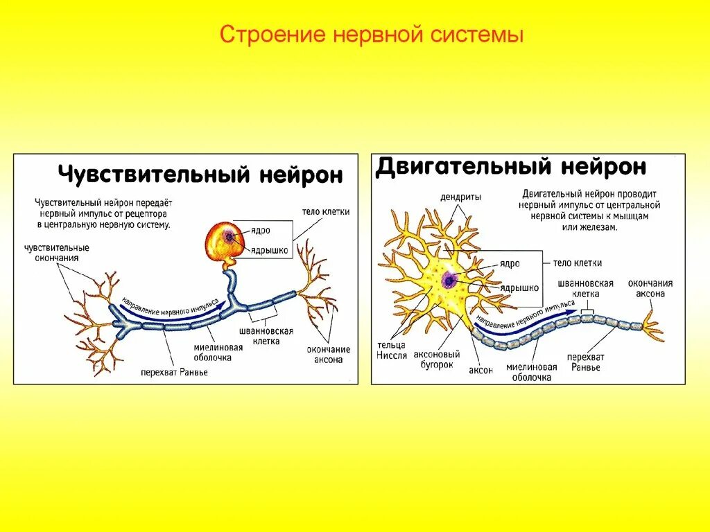 Нервная система человека Нейроны строение. Схема строения двигательного нейрона. Схема строения чувствительного нейрона. Чувствительный Нейрон строение и функции.