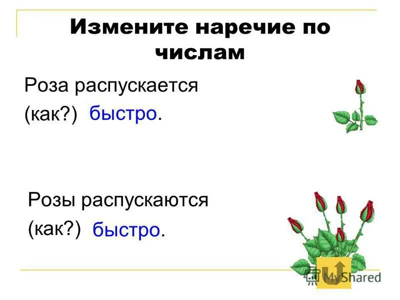 Наречия изменяются по числам. Наречие изменяется по. Распускаются первые цветы составить схему к предложению.