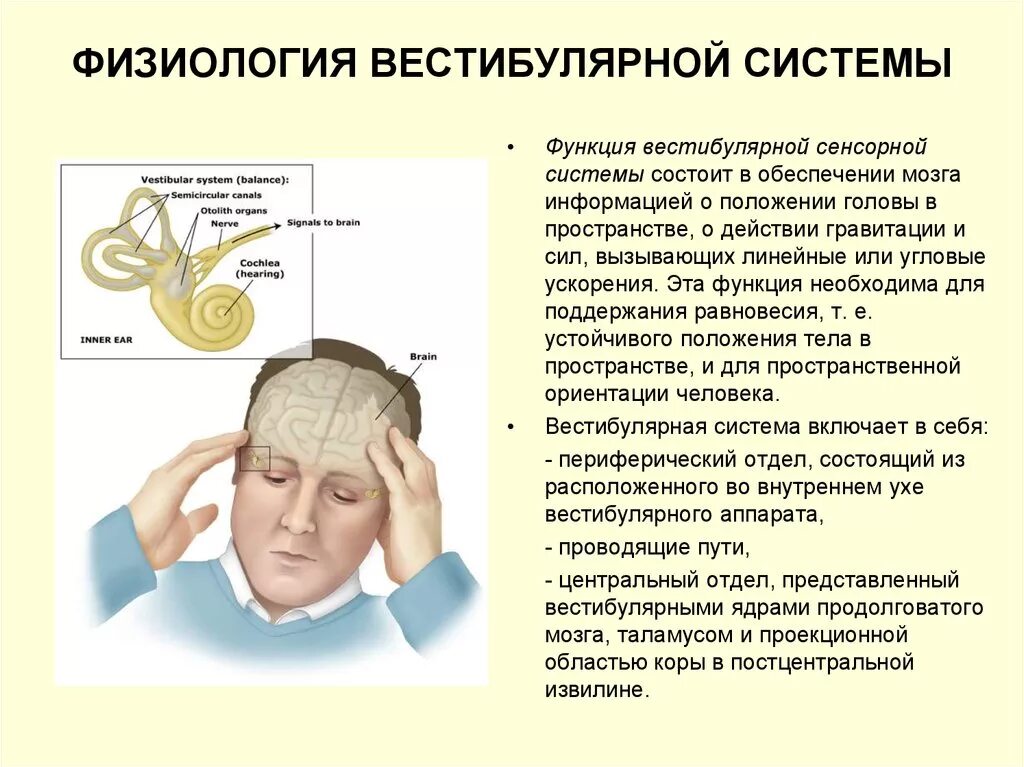 Особенности вестибулярного аппарата. Структура и функции вестибулярной сенсорной системы.. Рецепторы сенсорных систем вестибулярного аппарата. Сенсорная система вестибулярного аппарата. Вестибулярная сенсорная система строение.