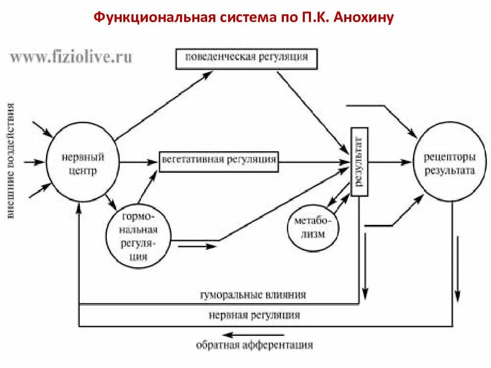 Функциональная система движения. Анохин физиология функциональных систем. Регуляция функциональных систем по Анохину. Функциональная система, по п. к. Анохину компоненты. Организация функциональной системы физиология.