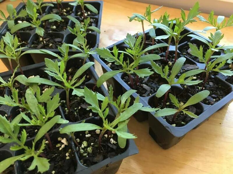 сеянцы молодило. иберис. иберис самоцветы рассада. иберис зонтичный многолетний. иберис зонтичный всходы.