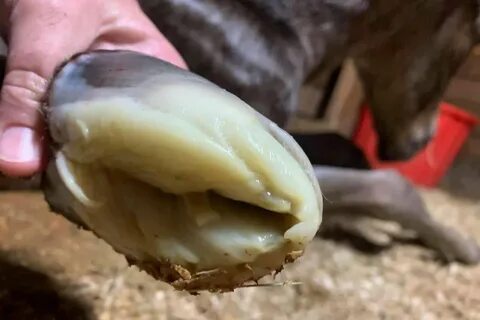 A unique picture of a horse's hoof has been circulating the internet. 