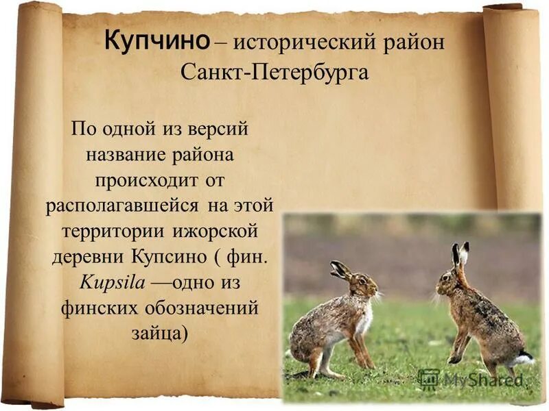 купчино описание. новое купчино дунайский. купчино описание. купчино район санкт-петербурга. художественное фото купчино.