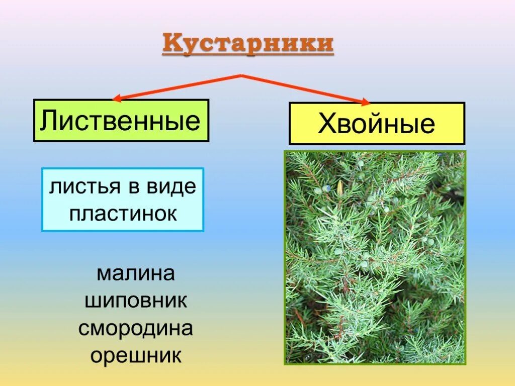 К классу хвойные относят. Кустарники лиственные и хвойные. Кустарники лиственные и хвойные названия. Травы хвойные и лиственные названия. Кусты лиственные и хвойные растения.