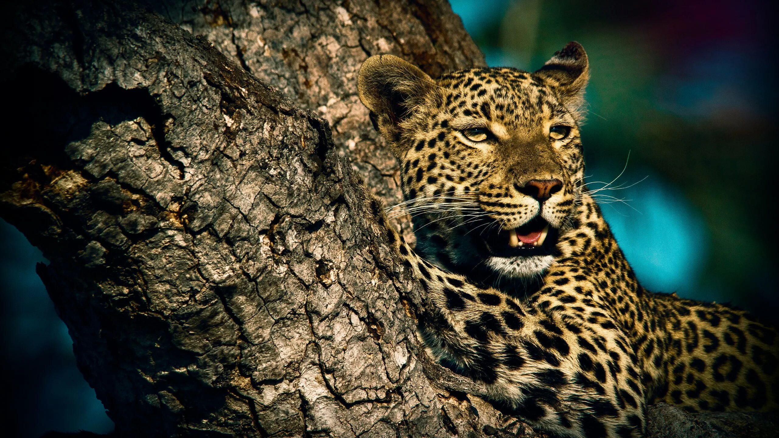 Леопард хищник. Хищные животные леопард. Красивые Дикие кошки. Леопард обои. Дикие животные леопарды