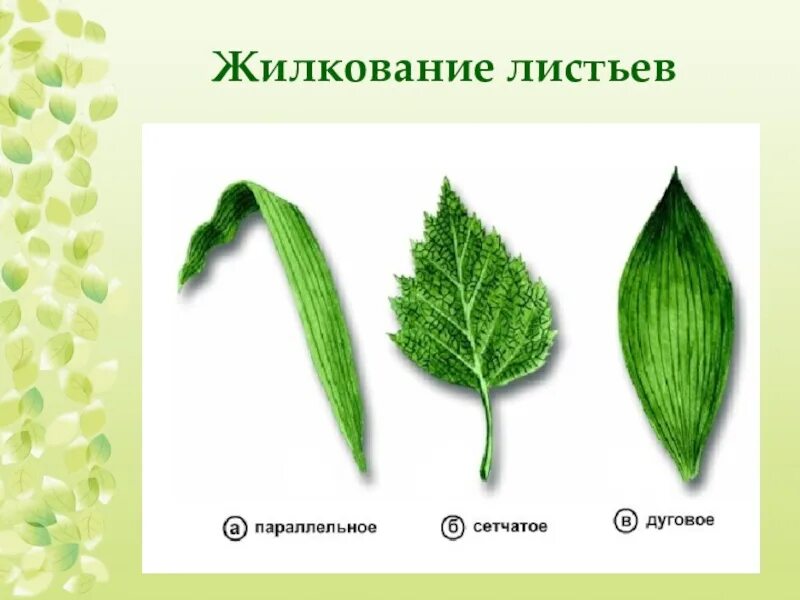 Внешнее строение однодольного листа. Параллельным жилкованием листовых пластинок. сетчатое жилкование листовой пластинки у. листья жилкование листорасположение. пальчатое строение листа.