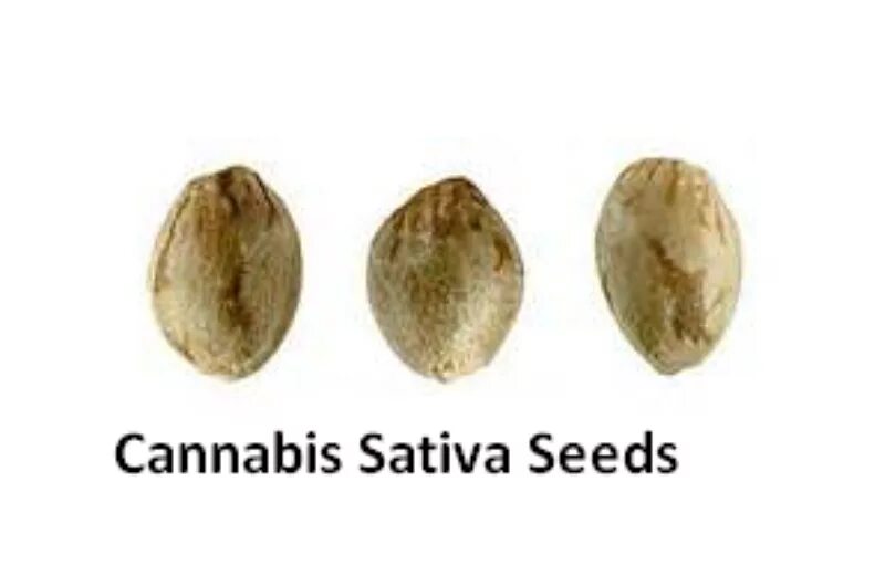 Как отличить семена. Сатива семена. Семечко сативы. Сатива и Индика семена. Семена каннабиса f1 f2 f3.