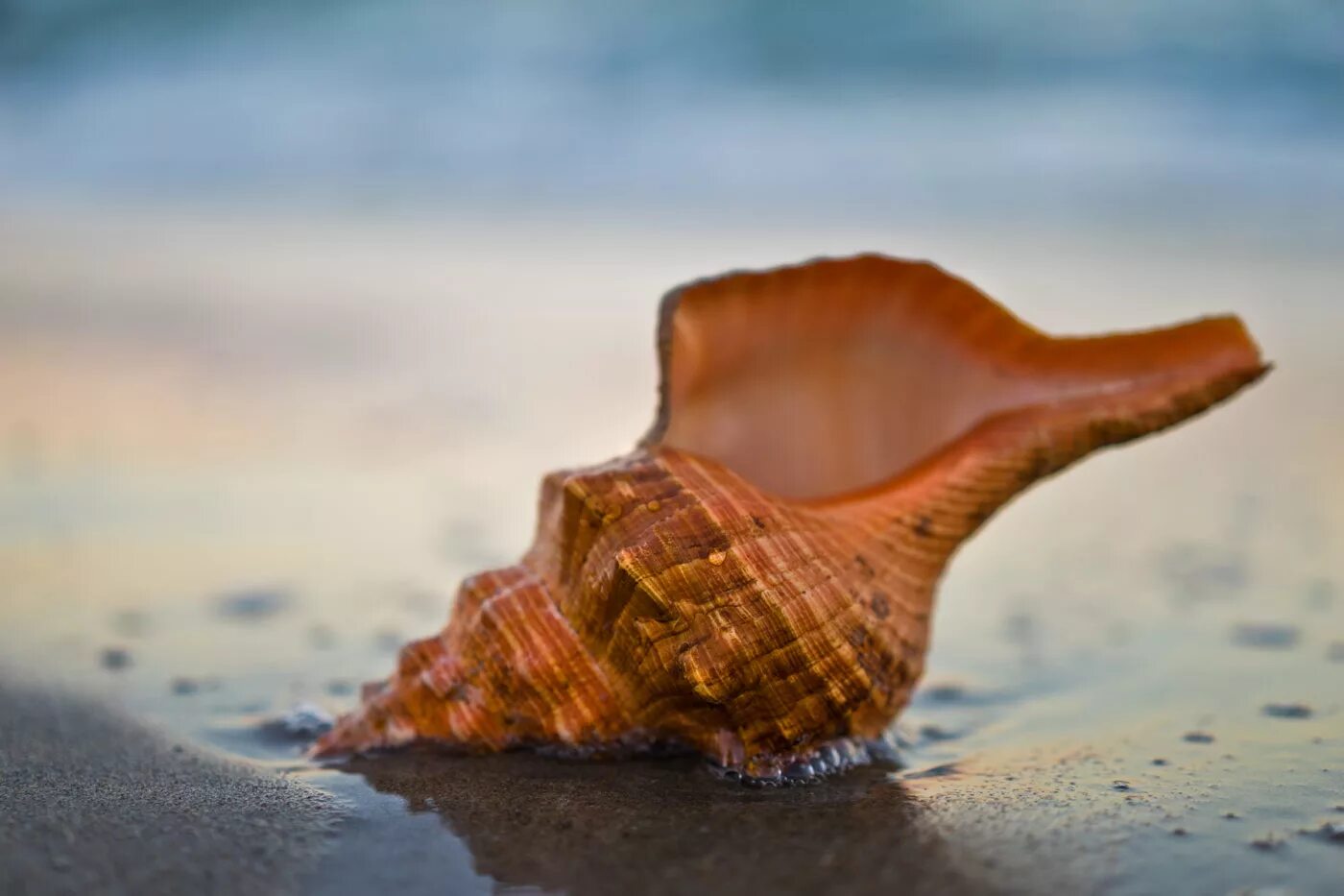 Natural objects. Horse conch shell. shell photographer. most popular nature objects.