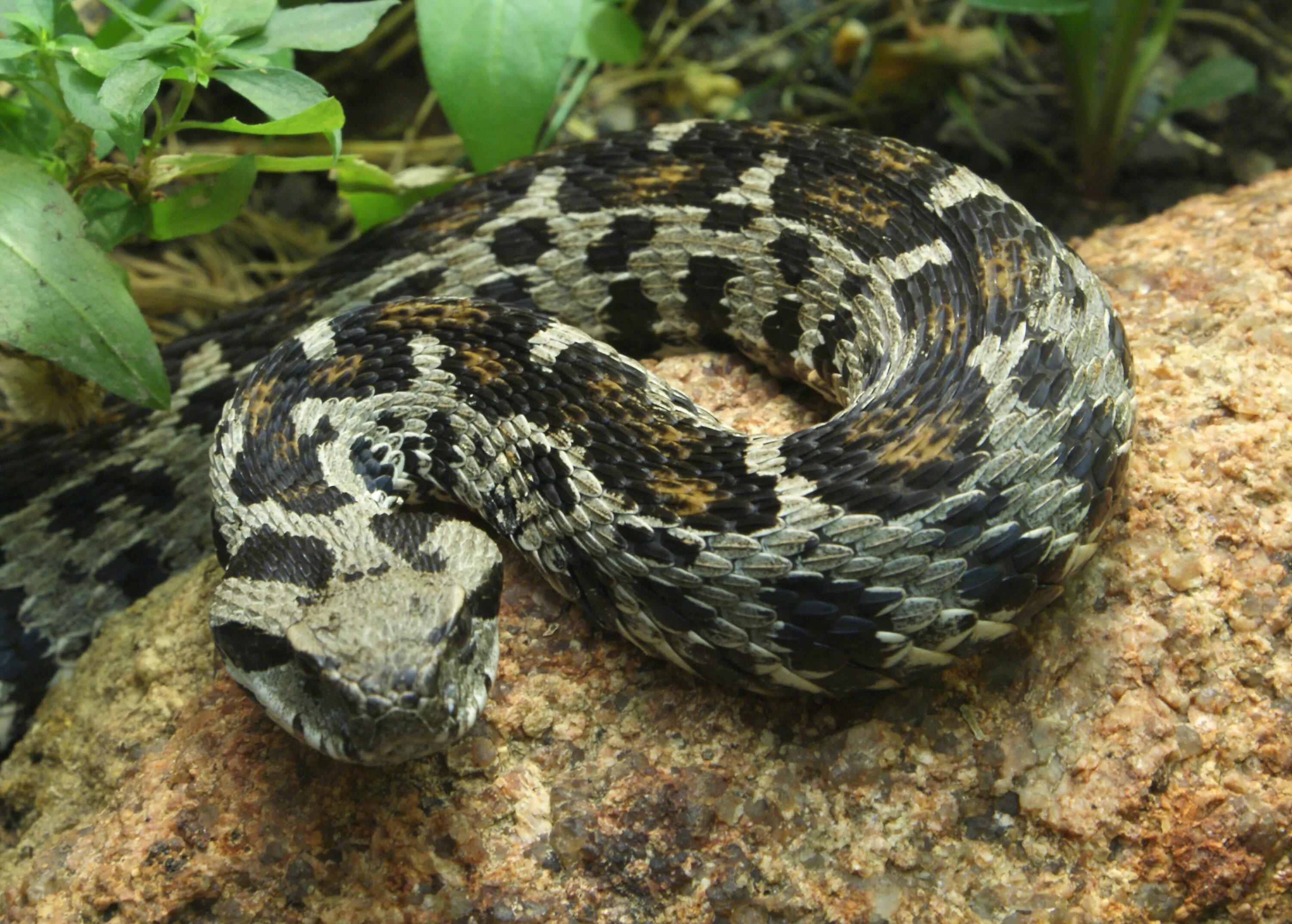 Гадюка Вагнера. Гадюка Сахалинская ( Vipera sachalinensis ). Пятнистый лазающий полоз. Гадюка Уральская змея.