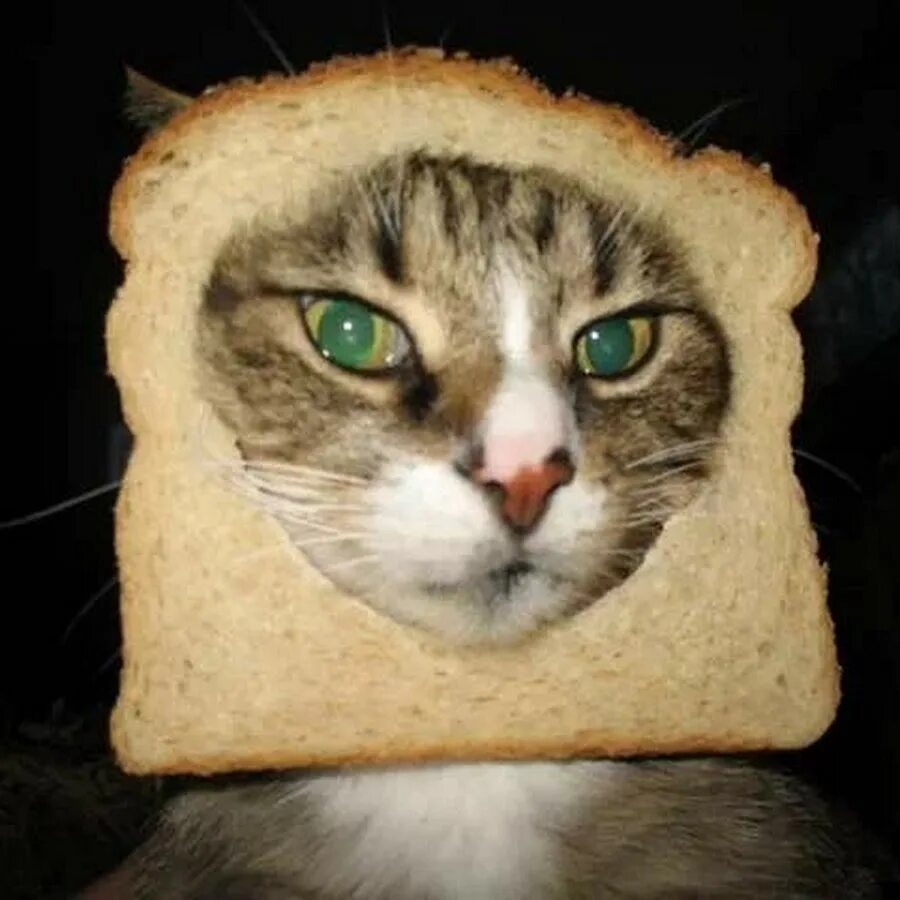 Кот хлеб. Кот Хлебушек. Котик в хлебе. Кошка в хлебушке. Кот булочка