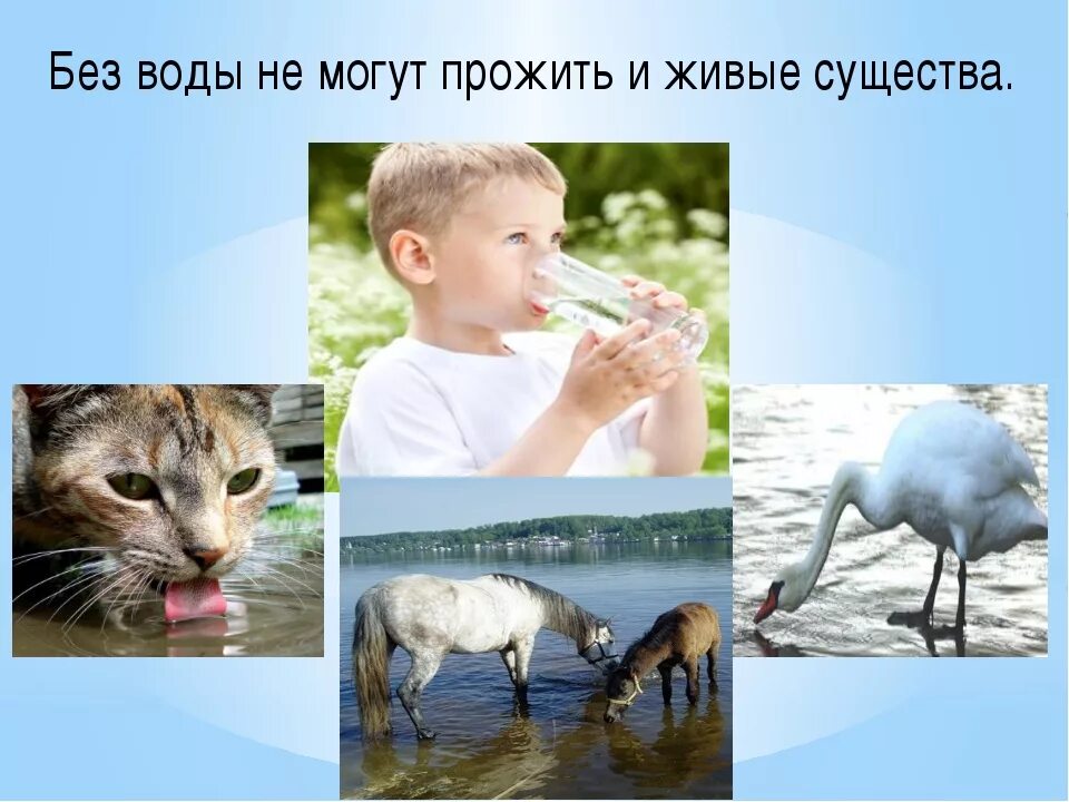 Собака прожить без воды. Обходиться без воды. Без воды не могут жить животные. Вода и человек животные. Вода для человека, животных, природы.