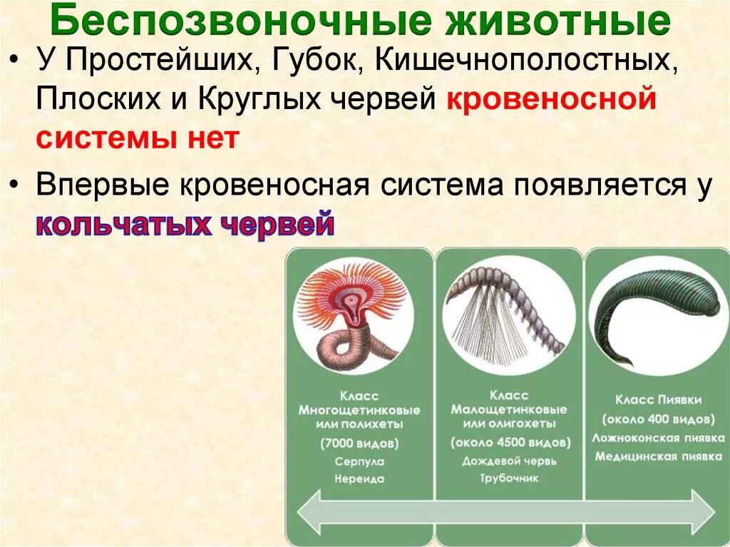 Беспозвоночные животные. Беспозвоночные животные строение. Беспозвоночные Эволюция. Особенности строения беспозвоночных животных. Беспозвоночные круглые черви