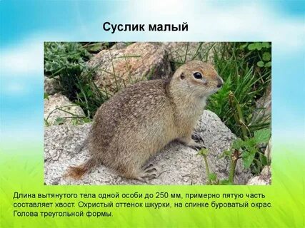 Малый описание