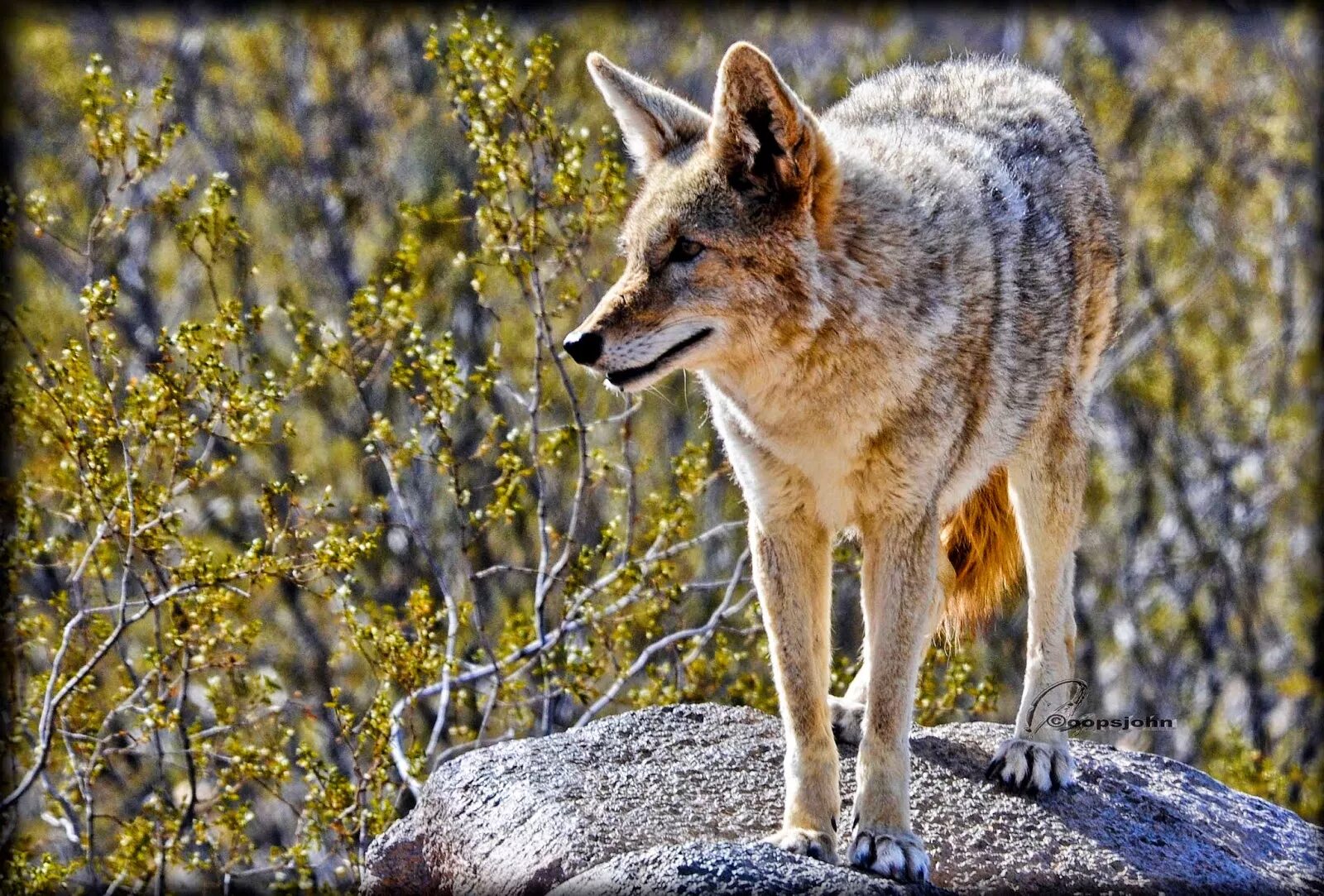 Степной волк краткое содержание. Койот северной америки. луговой волк canis latrans. койот степной волк. койот канада.