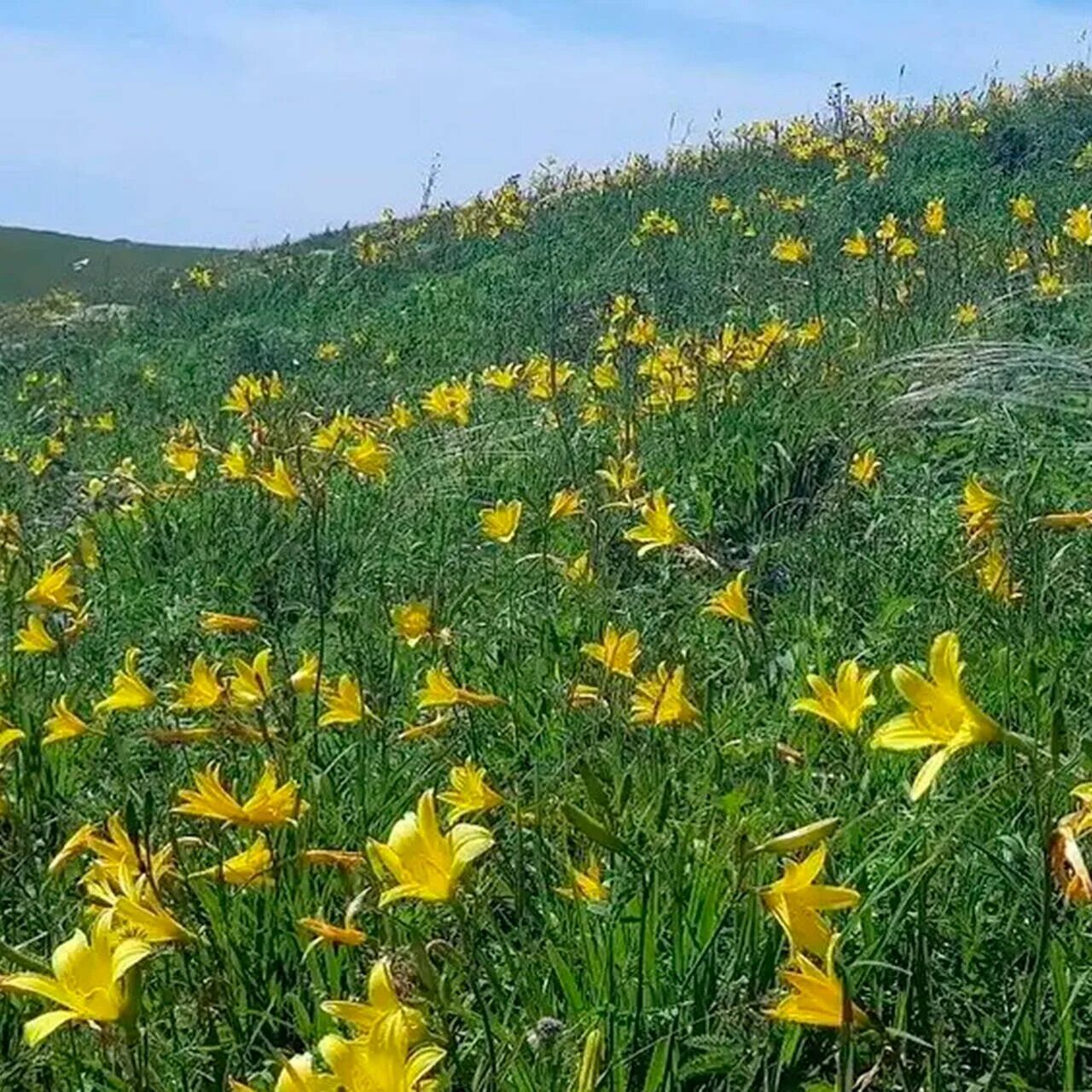 Рододендрон даурский багульник. Природа забайкальского края багульник. Даурский заповедник забайкальского края. Травы забайкальского края. Лютики степные растения хакасии.