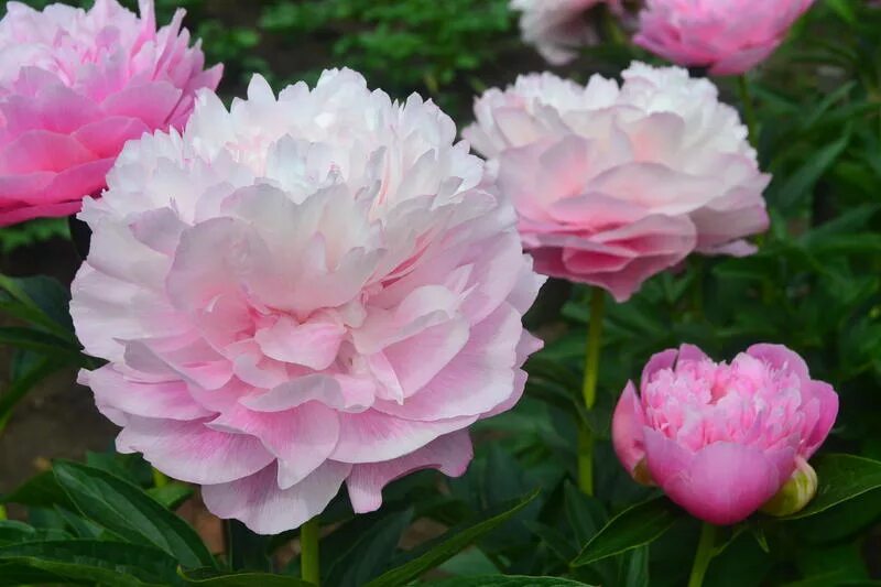 пион травянистый нэнси нора. пион инновейшен. пион молочноцветковый сюзетт. цветы пионов отзывы. пион гилберт бартело.