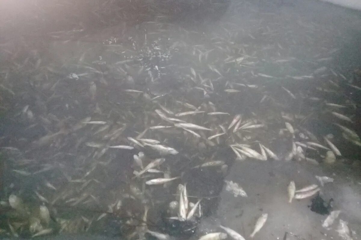 Сосновцы Медынский район черное озеро. Голодай рыба. Черное озеро рыба всплыла Люберцы. Поволжье голодающее с рыбой.
