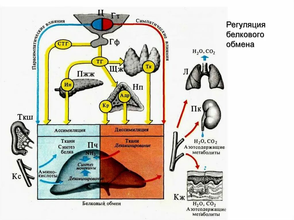 Органы участвующие в белковом обмене. Регуляция обмена белков. Регуляциобмена белеов. Регуляция метаболизма белков. Регуляция белкового обмена схема.