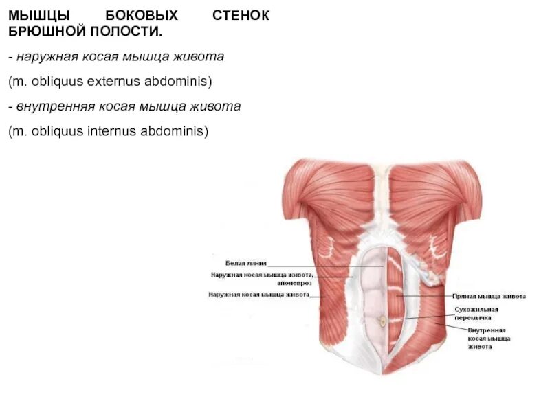 Мышцы передней брюшной полости