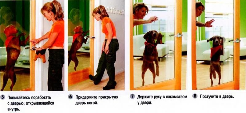 Собака закрывает дверь. Собака открывает дверь. Как научить собаку команде закрой дверь. Как научить собаку открывать дверь за веревочку. Собака открывает дверь фото.