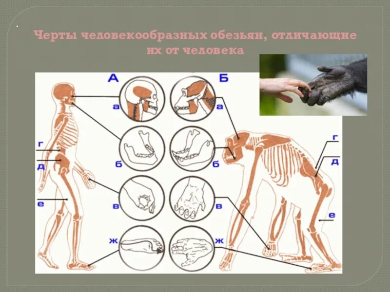 Человек и человекообразные обезьяны