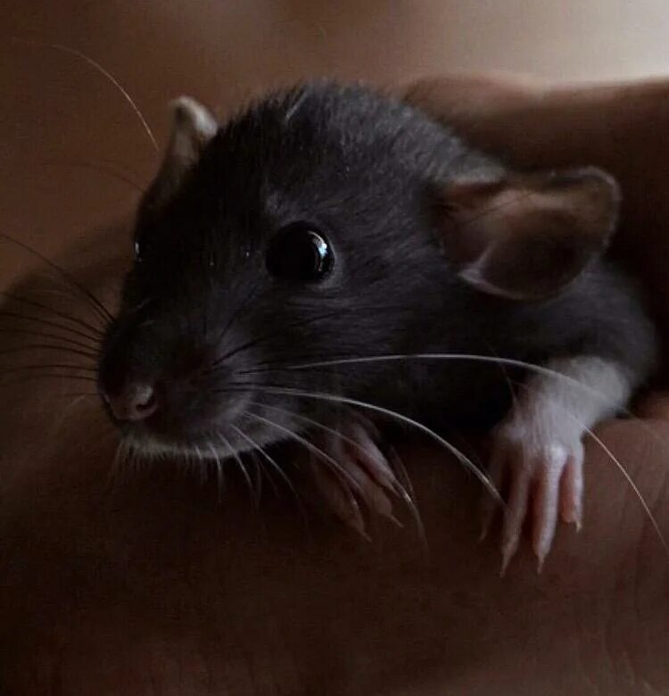 акомис иглистая мышь. черный мышонок. черная мышка живая. мышка живая. крыса дамбо.
