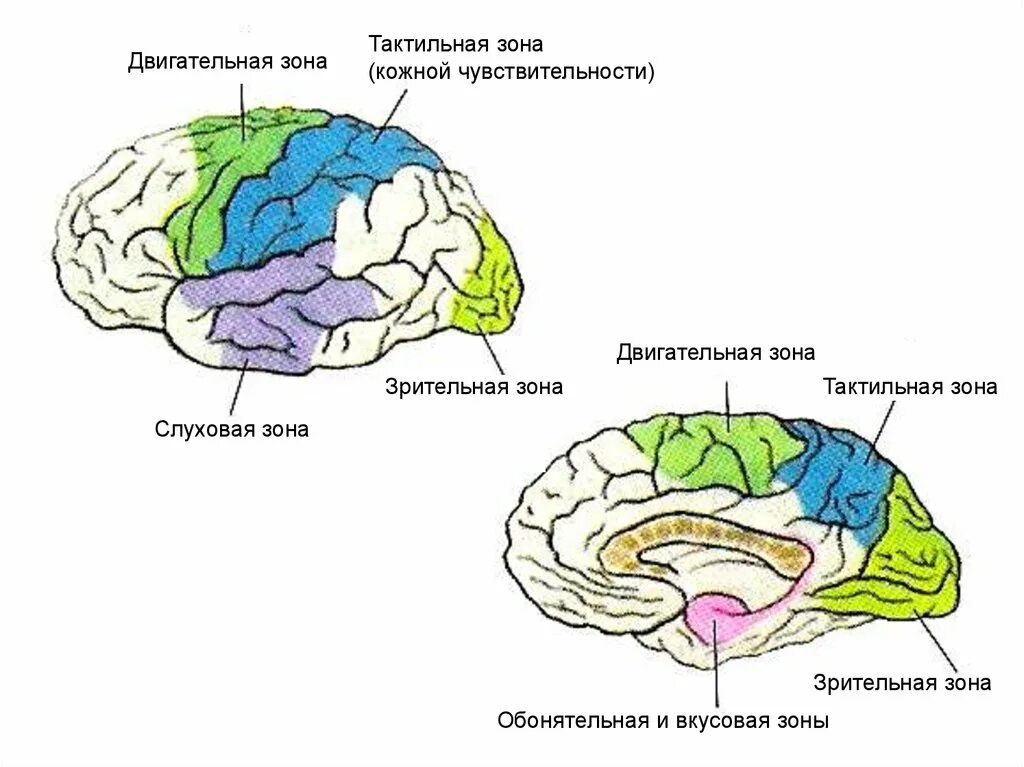 Чувствительные зоны коры больших полушарий. Зоны чувствительности коры головного мозга. Обонятельная зона коры головного мозга. Вкусовая зона обонятельная зона и зона чувствительности. Обонятелшьная вкусовая зоны мозга.