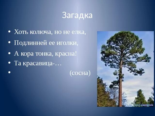 Загадка про сосну. Стихотворение сосна. Стих про сосну. Стих про сосну для детей. Детские стихи о сосне.