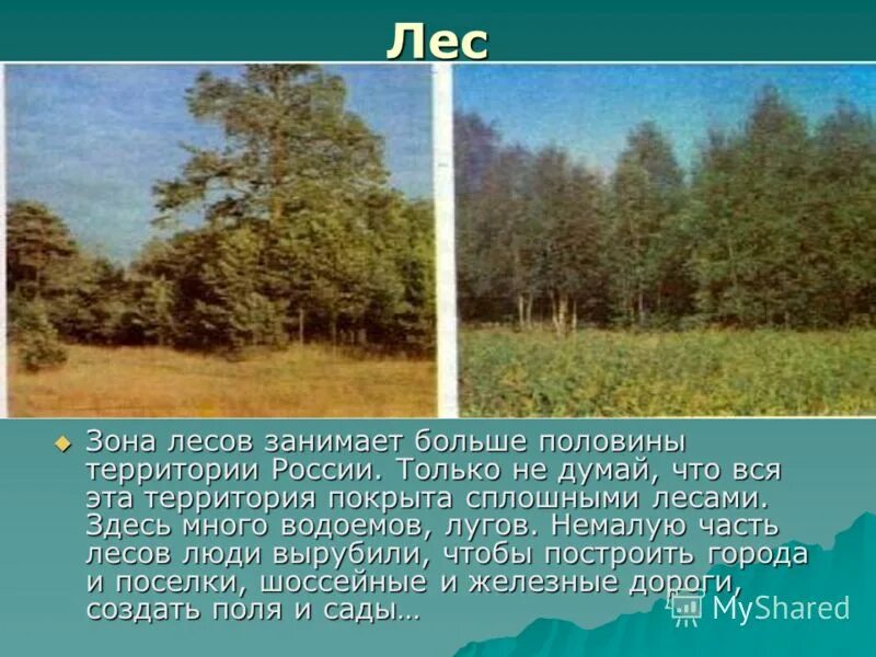 Лесная зона занимает большую часть климатического