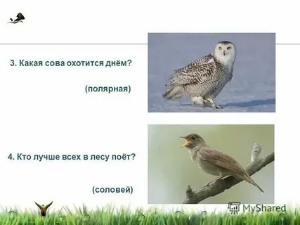 Сова охотится не днем а ночью запятые