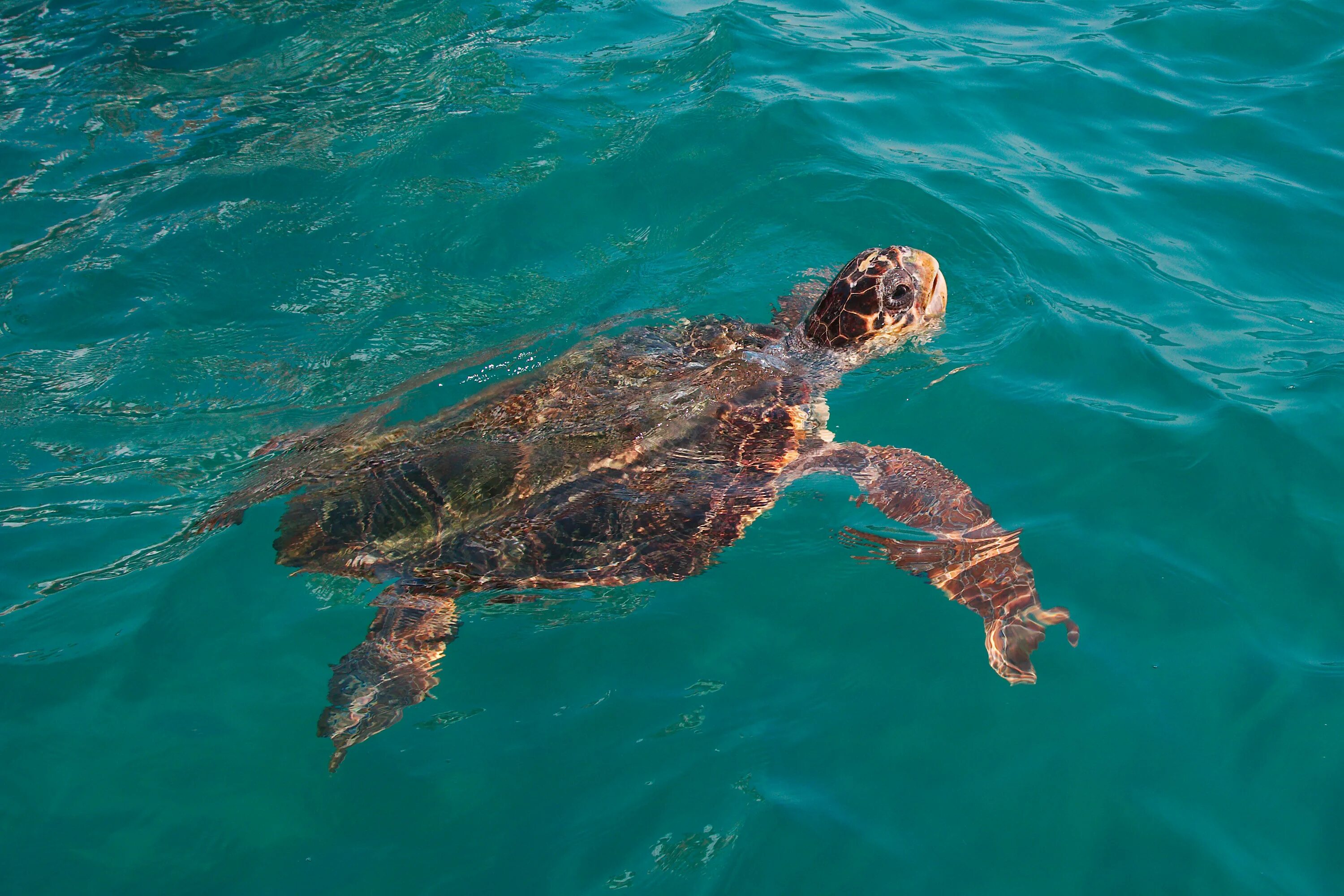 Why are beaches important for the loggerhead