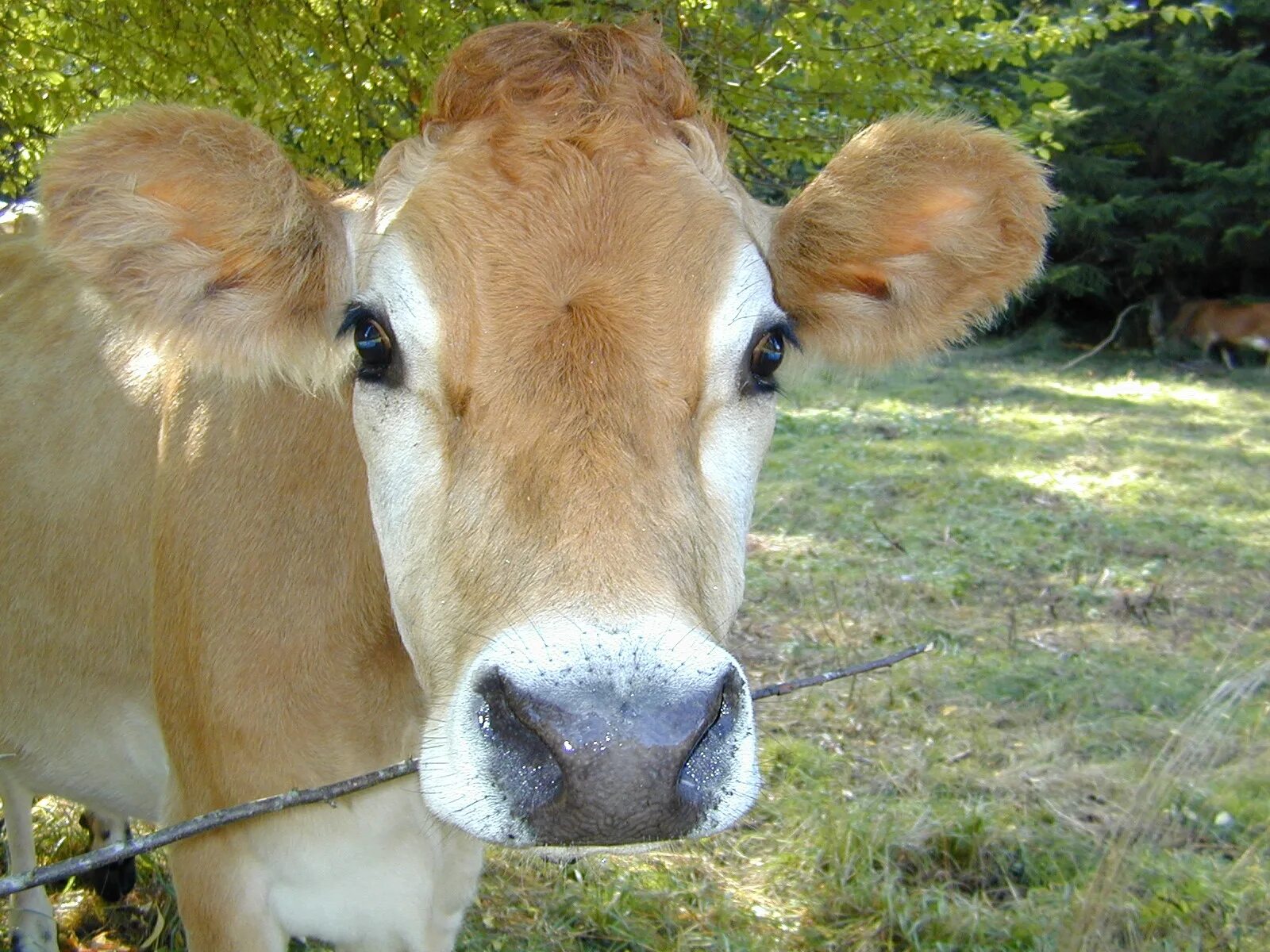 Корова. Красивая корова. Взгляд коровы. Корова с грустными глазами.