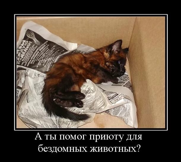 Смерть кота что делать. Умирающие животные кошки.