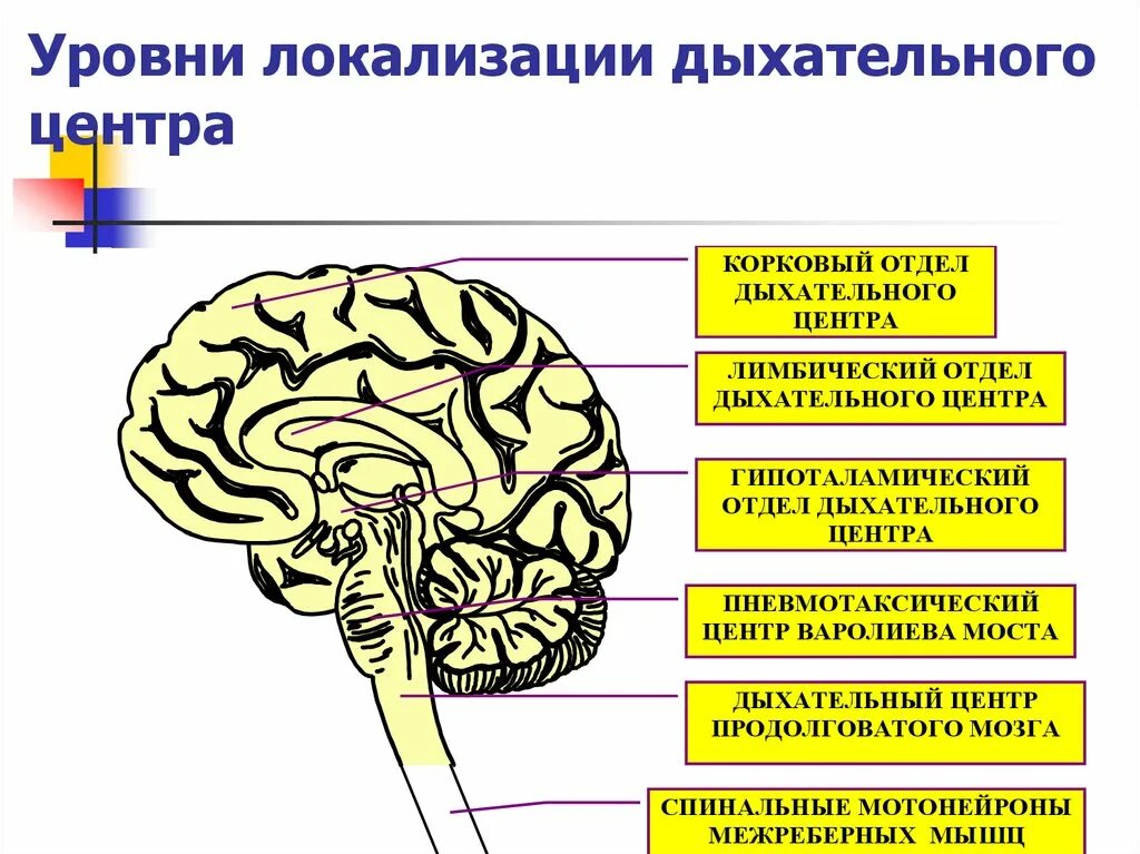 Уровни дыхательного центра. Локализация дыхательного центра. Организация дыхательного центра. Структурно-функциональная организация дыхательного центра. Множественная локализация