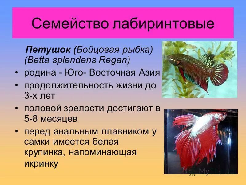 рыба петух женщина характеристика. корда будет год петуха. петух характеристика.