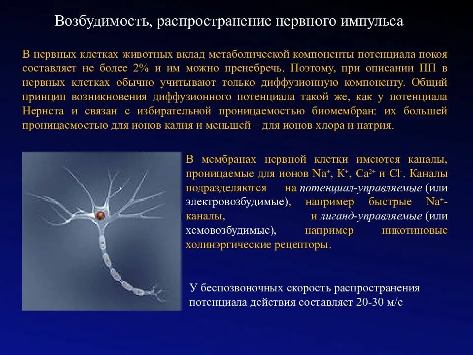 Повышает возбудимость нервной системы. Нервный импульс. возбудимость нервной клетки. нервный импульс распространяется по…... нервозная возбудимость.