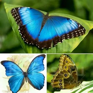 Орысша мас порно онлайн