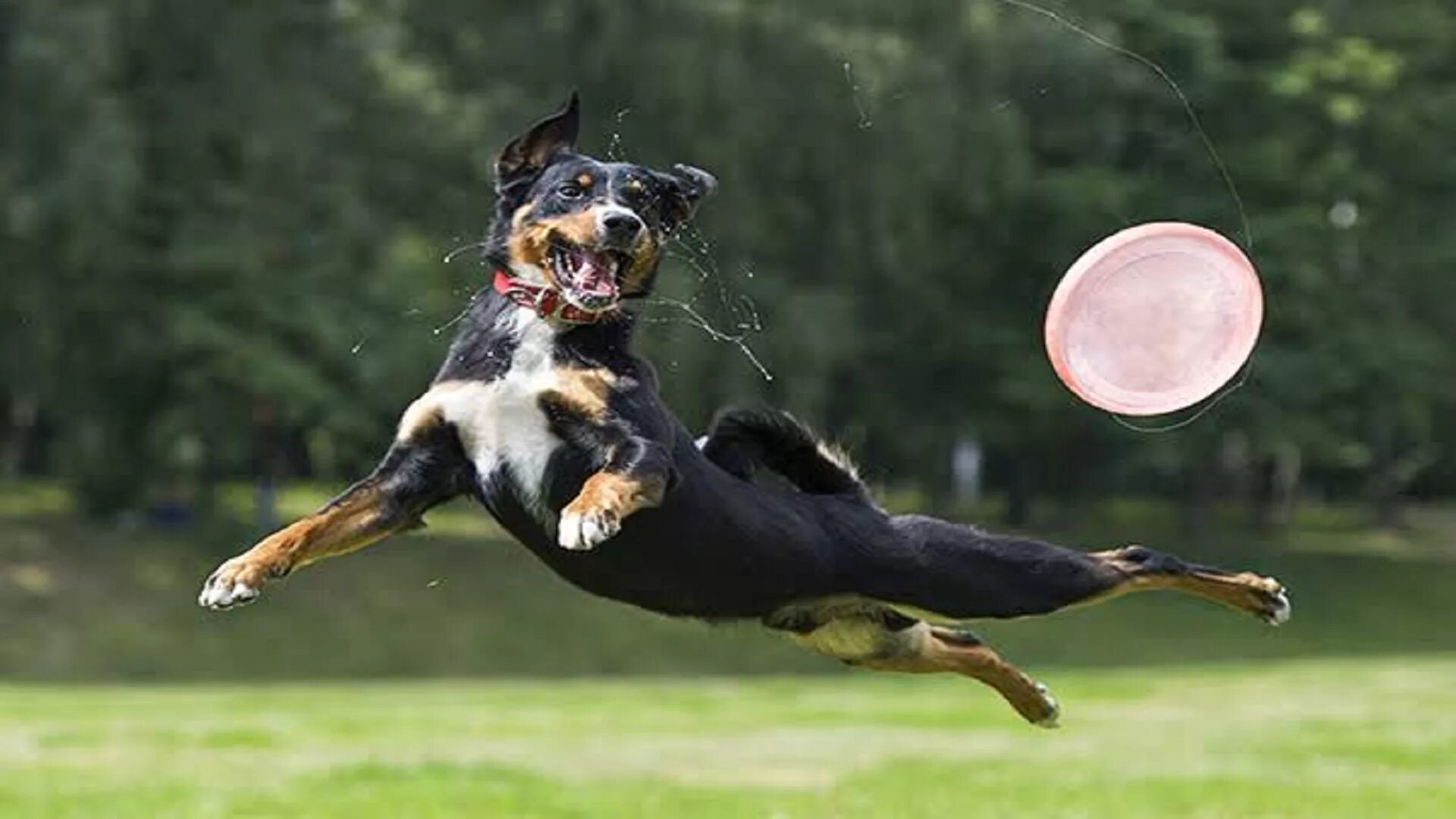 Дог фризби Доберман. Собака в прыжке. Собака бежит. Щенок прыгает. My dog can jump