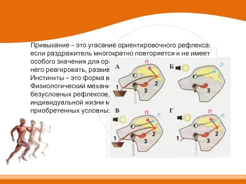 Двигательный анализатор. Схема формирования и угасания условного рефлекса. Ориентировочный рефлекс физиология. Двигательный условный рефлекс.