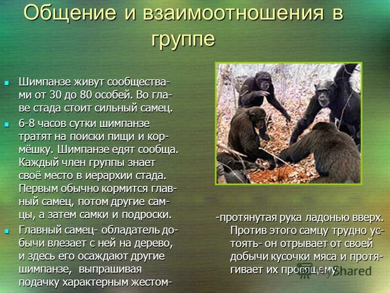 1 склонение существительных в русском языке таблица. шимпанзе падеж. шимпанзе признаки приспособления. падеж слова виноградник. несклоняемые существительные стихотворение.