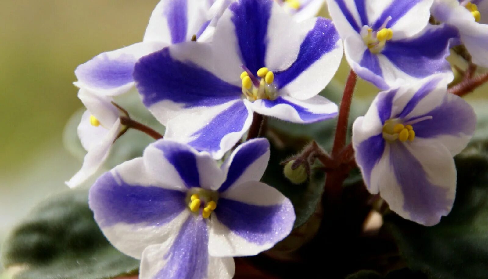 снов фиалка расцвела