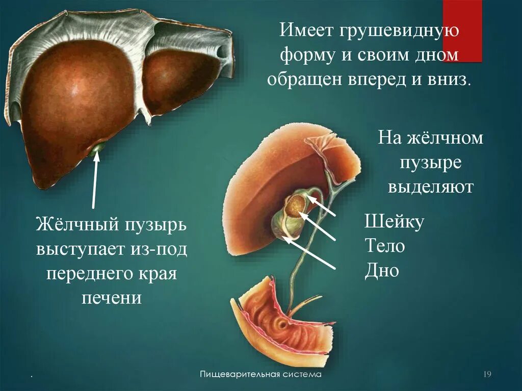 Желчный пузырь шейка тело. Печень и желчный пузырь. Желчный пузырь грушевидной формы.