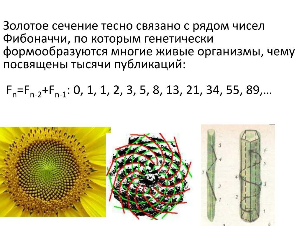 Золотое сечение Фибоначчи. Ряд Фибоначчи и золотое сечение. Число Фибоначчи золотое сечение. Числа Фибоначчи 1.618 золотое.