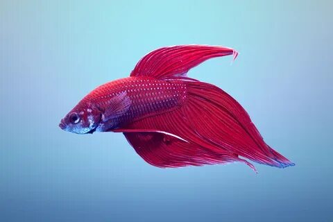 Big tail