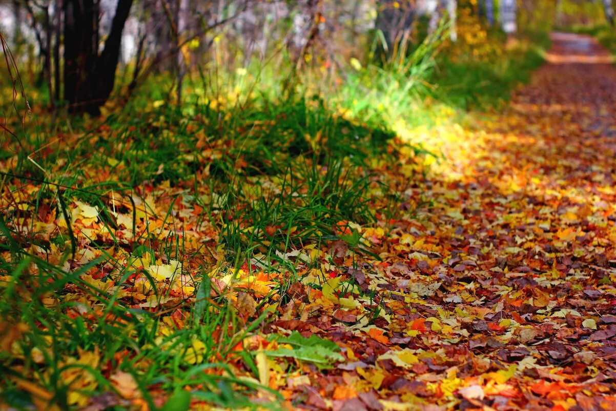 осенняя листва. осенняя листва на дороге. разноцветный ковер из листьев. осень листья какашки. разноцветный ковер из листьев.