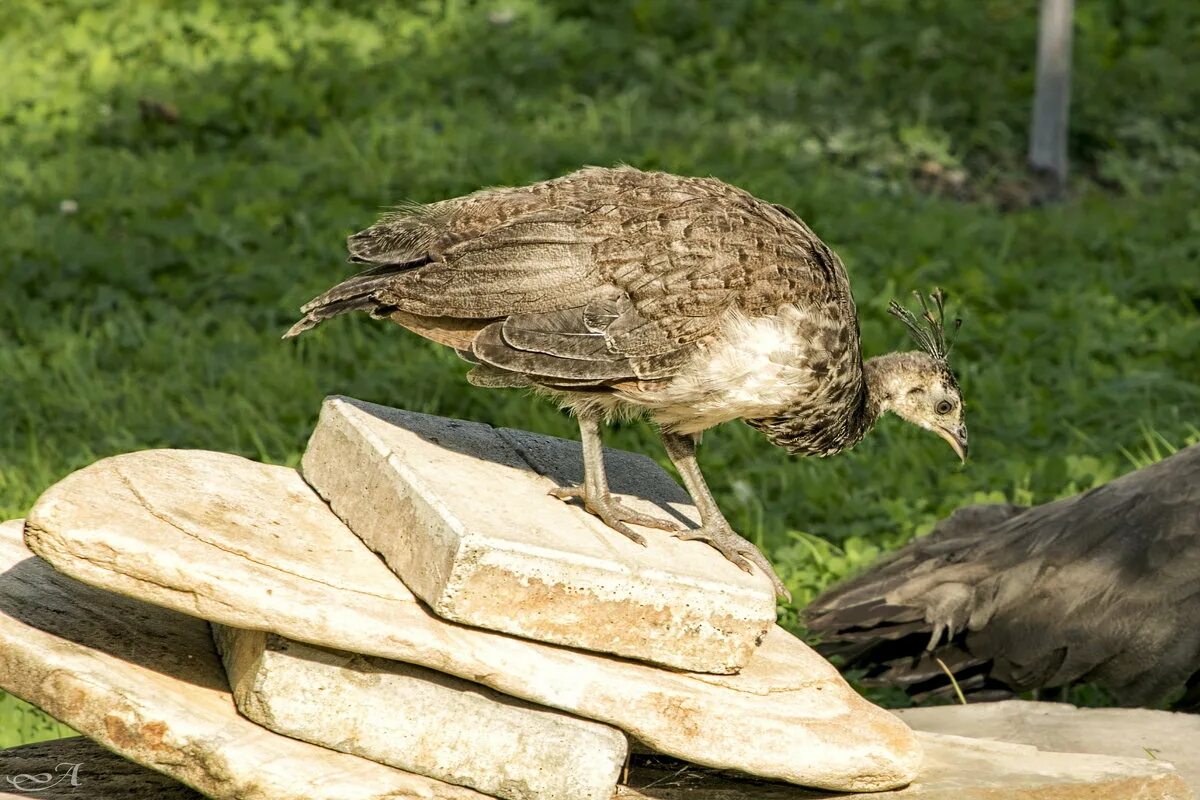 птица борисоглебск